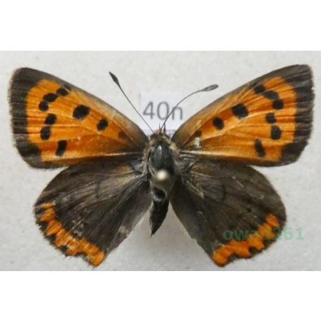 Lycaena phlaeas (Linnaeus, 1761) Czerwończyk żarek Poland40n